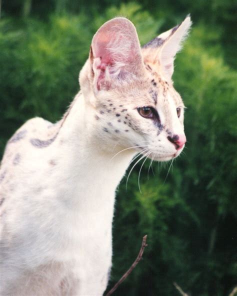 White Serval at Big Cat Rescue | Albino animals, Small wild cats ...