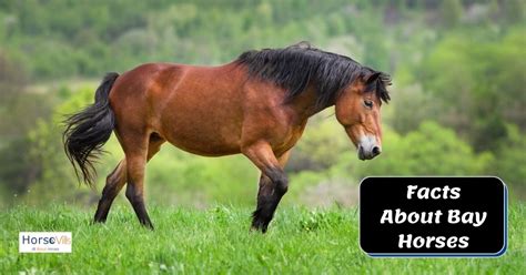 Bay Horse Facts, Types, Colors & More [W/ Pictures and Videos]