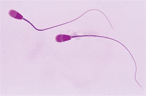 Sperm | Definition, Function, Life Cycle, & Facts | Britannica