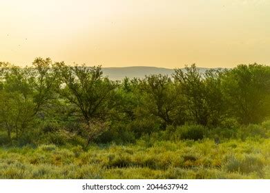 584 Shrub veld Images, Stock Photos & Vectors | Shutterstock