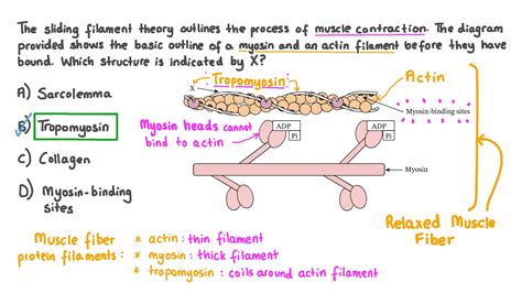 Question Video: Identifying Tropomyosin in a Diagram of Myofilaments ...