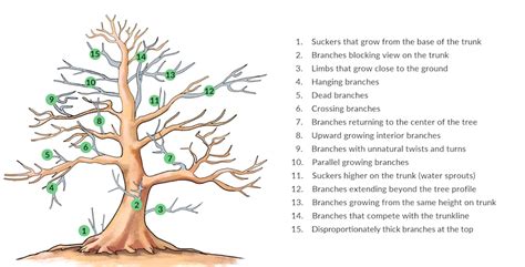 Pruning Bonsai, cutting branches to shape the tree - Bonsai Empire