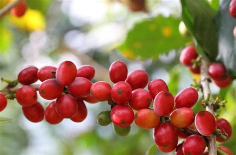 What is Coffee fruit? It's health benefits, side effects and ways to ...