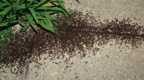 How to Identify Pavement Ants – PestHQ