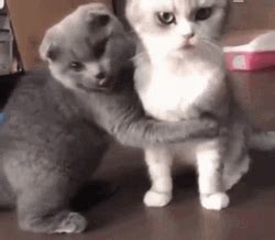 Animal Hug Kiss Cuddle Cats GIF | GIFDB.com