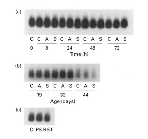 Control hybridization of northern blot filters. The northern blot ...