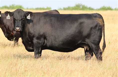 Buck Cattle Co. Blog: 12 Fall Calving Angus Cows FOR SALE