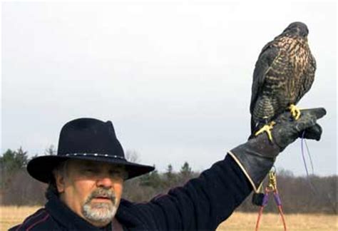 Gyrfalcon Hunting Deer