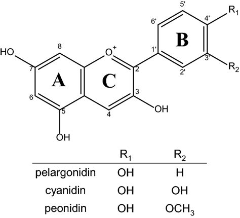 Structure of anthocyanidins made in maize | Download Scientific Diagram