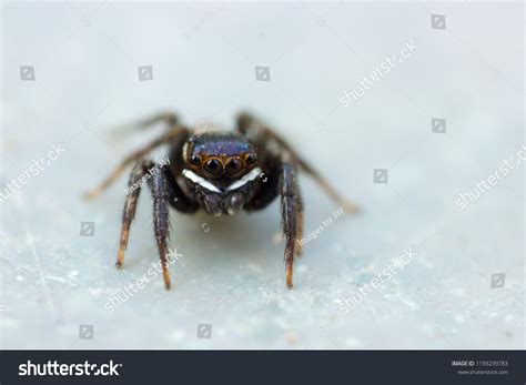 Salticidae Male Anterior Dorsal Aspects Showing Stock Photo (Edit Now ...