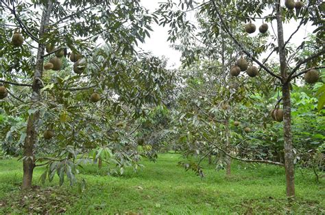 SENTRA KEBUN DURIAN MONTONG CANDIMULYO: Agro Wisata Kebun Durian Candimulyo