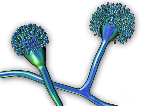 Aspergillus Fumigatus Photograph by Gary Carlson