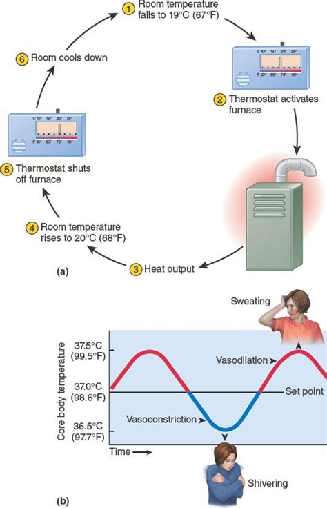 Negative Feedback Loop Thermostat