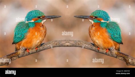 river kingfisher (Alcedo atthis), two river kingfishers perche on a ...