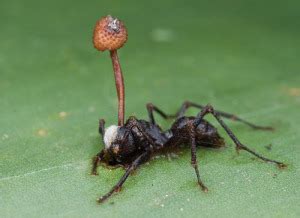 Zombie ants have been manipulated by secretions from a killer fungus ...