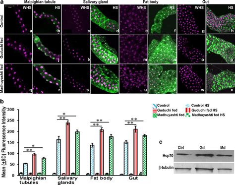 Expression of Hsp70 after HS in different feeding regimes. a Hsp70 ...