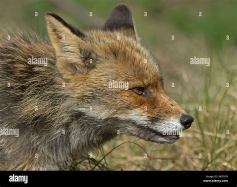 Vos portret;Fox portrait Vos;Fox;Vulpes vulpes Stock Photo - Alamy