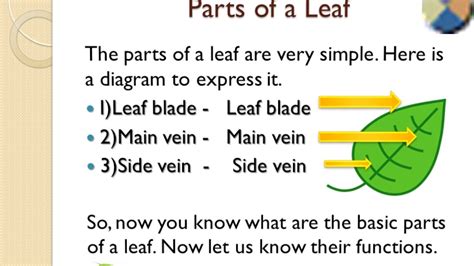 Functions Of Parts Of A Leaf - Infoupdate.org