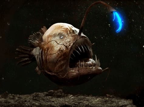 Deep Sea Creatures: 7 Of The Most Mysterious Ocean Animals