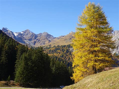 Larch Forest Mountains Larches - Free photo on Pixabay - Pixabay