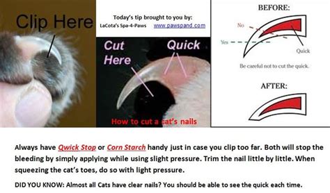 48+ Can You Cut Your Shellac Nails PNG - cute simple short nail designs