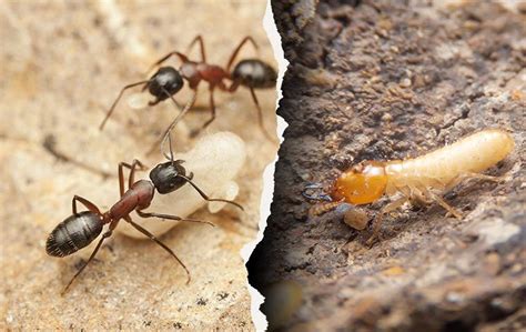 Carpenter Ant Identification & Treatment Information