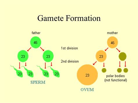 Gamete | Definition, Formation and Structure