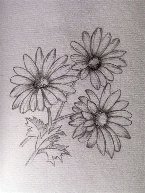 daisy flower drawing images - Pernicious Memoir Image Bank