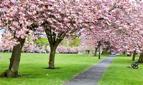 Trees with cherry blossom along a path through grass