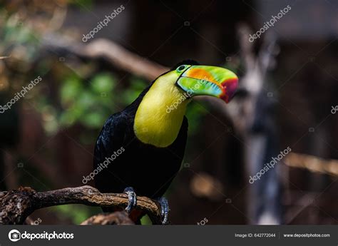 Toucan Bird Massive Beak Closeup Shot Stock Photo by ©icemanphotos ...