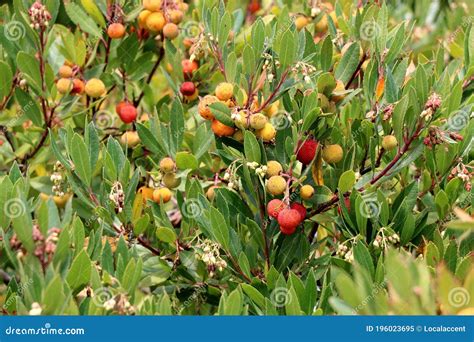 Beautiful Red and Yellow Fruit on a Manzanita Tree, Northern California ...