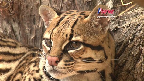 Ocelot Conservation Day