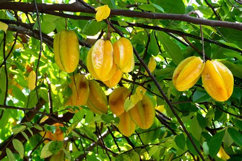 Carambola | Description, Tree, Fruit, Uses, & Facts | Britannica