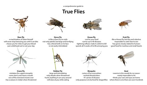 A Guide to True Flies : whatsthisbug