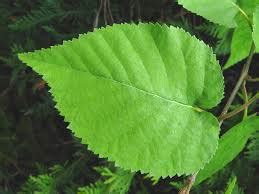 Paper Birch - Plant It Wild! | Native Michigan Plants