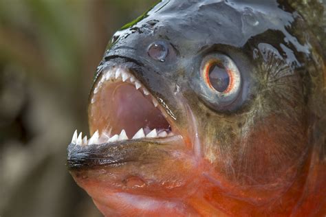 Amazon river piranha attack 340923-Amazon river piranha attack ...