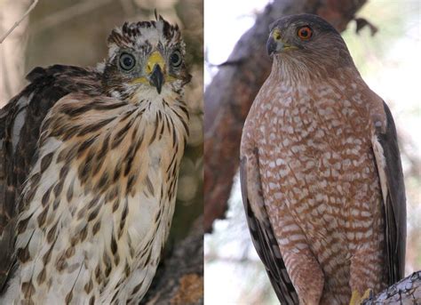 Cooper's Hawks - Wild at Heart Raptors