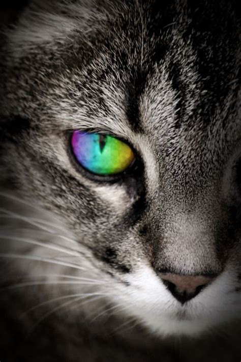 106 best images about Cat Eyes on Pinterest | Cats, Different colored ...