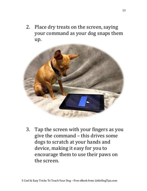 5 Cool & Easy Tricks To Teach Your Dog