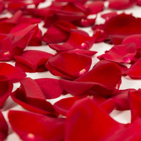 Red Rose Petals - Approximately 3000 Units - Walmart.com - Walmart.com