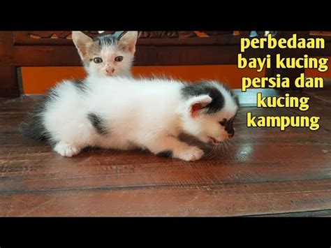 Panduan Lengkap Merawat Bayi Kucing Anggora: Panduan untuk Pemilik Baru