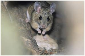 5 Signs Of Rodent & Mice Infestation In Your Home