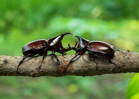 22 Rhinoceros Beetle Facts: 1500 Species, Strength Rating | Storyteller ...