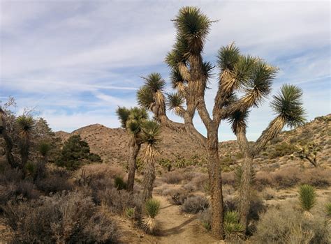 Free Images : landscape, tree, nature, sand, wilderness, desert, soil ...