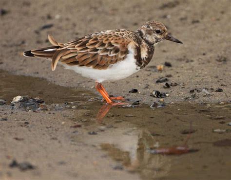 Meet the Shorebirds - Ruddy Turnstone | Wing Threads