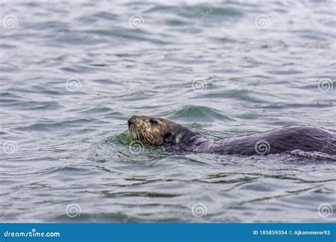 Adorable Pacific Sea Otter Swimming, Diving, Eating Clams and Mollusks ...