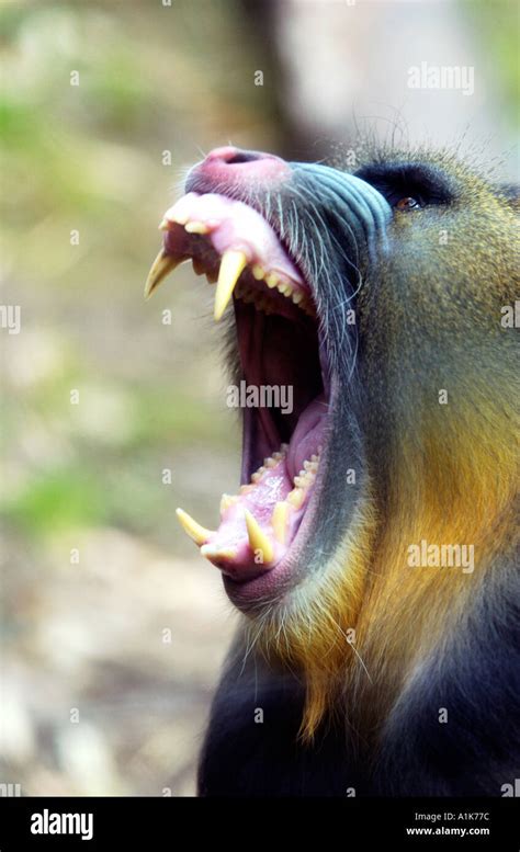 Mandrill showing its teeth Stock Photo - Alamy