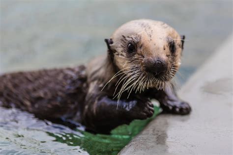 Four Rules for Naming a Baby Sea Otter | KQED