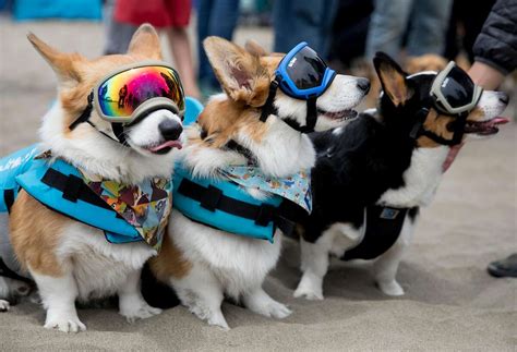 5th Corgi Con draws 1,000 dogs to Ocean Beach — and many admirers as well