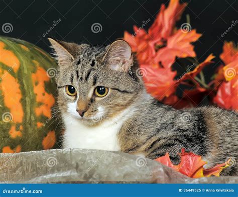 Autumn cat with pumpkin stock image. Image of cute, curious - 36449525